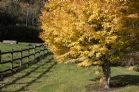 Acer palmatum , Sango kaku, en pleine couleur d'automne. Un poteau en bois et une clôture de rail courent sur le côté gauche. Regency House, jardin Devon NGS. L'automne