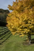 Acer palmatum , Sango kaku, en pleine couleur d'automne. Un poteau en bois et une clôture de rail courent sur le côté gauche. Regency House, jardin Devon NGS. L'automne