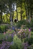Des parterres de fleurs d'été vivaces profondes, avec des arbres d'ombrage derrière dans un jardin de style campagne de Cornouailles. Diascia personata, Astrantia et roses roses au premier plan.