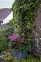 Astilbes dans un grand pot à remous en étain contre un mur de briques