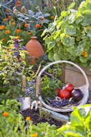 Trug avec tomates récoltées, aubergines, haricots verts et carottes.