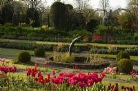 Tulipa 'Lasting Love' une tulipe rose foncé dans un parterre de fleurs dans le jardin englouti de Chenies Manor.