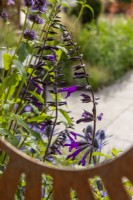 Vue à travers le panneau en acier Corten jusqu'à la plantation de Salvia 'Amistad' - The Sunburst Garden, RHS Hampton Court Palace Garden Festival 2022