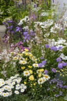 Plantation mixte de Cosmos, Scabious, Gaura, Veronicastrum, Daisies et Ammi majus - Knolling with Daisies, RHS Hampton Court Palace Garden Festival 2022