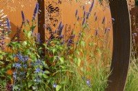 Agastache 'Black Adder' contre panneau en acier Corten - The Sunburst Garden, RHS Hampton Court Palace Garden Festival 2022