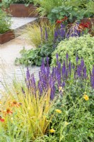 Plantation de couleurs chaudes avec Salvia 'Caradonna', graminées et Heleniums - The Lunch Break Garden, RHS Hampton Court Palace Garden Festival 2022
