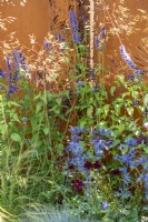 Agastache 'Black Adder', Eryngium, Stipa gigantea et Cosmos atrosanguineus sur fond de panneaux en acier Corten - Sunburst Garden, RHS Hampton Court Palace Garden Festival 2022