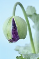 Papaver somniferum 'Tallulah Belle Blush' bouton floral de pavot à opium cultivé à l'aide de graines conservées à partir des plantes de l'année dernière Une couleur de mai mixte