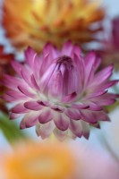 Xerochrysum bracteatum 'Tom Thumb Mix' Immortelle naine Strawflower Syn. Helichrysum bracteatum Bracteantha bracteata Juillet