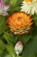 Xerochrysum bracteatum 'Tom Thumb Mix' Immortelle naine Strawflower Syn. Helichrysum bracteatum Bracteantha bracteata Août