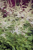 Astilbe 'Darwin's White Sprite'