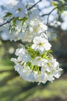 Prunus x yedoensis 'Izu-yoshino' - Cerisier Yoshino. Forme à fleurs blanches du cerisier Yoshino. Mars. Jardins botaniques royaux, Kew