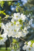 Prunus x yedoensis 'Izu-yoshino' - Cerisier Yoshino. Forme à fleurs blanches du cerisier Yoshino. Mars. Jardins botaniques royaux, Kew