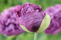Papaver somniferum 'Tallulah Belle Blush' Ouverture du bouton floral du pavot à opium cultivé à l'aide de graines conservées des plantes de l'année dernière Une couleur de juin mixte