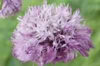 Papaver somniferum 'Tallulah Belle Blush' Fleur de pavot à opium cultivée à l'aide de graines conservées à partir des plantes de l'année dernière Une couleur de juin mixte