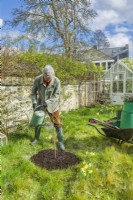 Morus nigra 'King James' - mûrier noir 'Chelsea'. Plantation d'un mûrier cultivé en pot dans un jardin. Mars. Étape 12. Si le temps est sec, arrosez immédiatement après la plantation.
