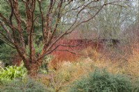 Jardin d'hiver en février avec Acer griseum, Berberis wilsoniae, Cornus sanguinea 'Midwinter Fire', Salix alba var. vitellina 'Britzensis', Phormium tenax 'Yellow Wave'.