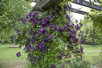 Clematis viticella 'Etoile Violette' grimpant sur une pergola en brique au jardin botanique de Winterbourne - juin