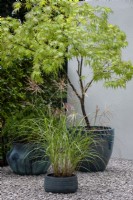 Acer et Miscanthus sinensis en pots sur gravier - UN espace tranquille dans la ville, RHS Chelsea Flower Show 2021