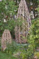 Metasequioa glyptostroboides, Dawn Redwood avec structures en bambou lamellé - The Guangzhou Garden, RHS Chelsea Flower Show 2021