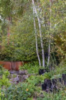 Betula pendula dans un jardin de style boisé avec réservoir d'eau en cuivre, fougères et poteaux calcinés - The Yeo Valley Organic Garden, RHS Chelsea Flower Show 2021