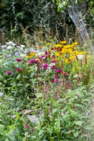 Persicaria amplexicaulis - Jardin du 90e anniversaire des chiens-guides, RHS Chelsea Flower Show 2021
