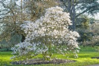 Magnolia stellata 'Royal Star' - magnolia étoilé. Arbuste mature fleurissant en mars