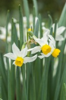 Narcissus 'Canaliculatus'. Libre de jonquille parfumée. Avril.