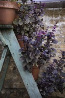 Basilic violet à fleurs poussant dans des pots en terre cuite affichés sur une échelle en bois rustique