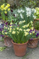 Narcisse 'Minnow' et 'Thalia'. Présentoir de fleurs printanières dans des pots en terre cuite avec Viola 'Antique Shades'. Avril.