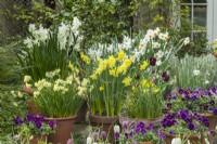 Exposition de bulbes de printemps et d'altos dans des pots en terre cuite sur le patio en avril. Narcisse 'Geranium', 'Pipit', 'Silver Chimes', 'Thalia', Minnow', 'Hawera' et Viola 'Antique Shades'.