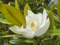 Magnolia virginiana - Swamp Laurel ou Sweetbay