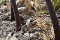 Guernesey Lilly, Nerine sarniensis, pousses, poussant à partir de la terre avec des bulbes en vue. Septembre