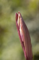 Guernesey Lilly, Nerine sarniensis, bourgeons floraux commençant à s'ouvrir. Mise au point sélective. Fermer. Septembre