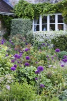 Allium 'Purple Sensation' parmi les roses en mai