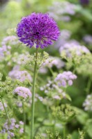 Allium 'Purple Sensation' en mai parmi Chaerophyllum hirsutum 'Roseum'