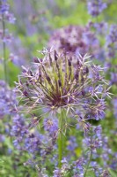 Une combinaison harmonieuse violette et bleue de cataire avec Allium cristophii, 'Star of Persia', l'une des plus grosses têtes, avec des fleurs violettes argentées sur des tiges rigides de 40 cm. Juin.