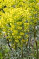 Euphorbia characias, asclépiade ou euphorbe, arbuste persistant érigé aux pousses bisannuelles et aux tiges de fleurs vert lumineux à partir de mai.