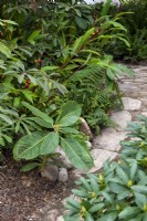 Chemin de pierre à travers des plantes luxuriantes aimant l'ombre - The Trailfinders 50th Anniversary Garden, RHS Chelsea Flower Show 2021