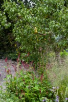 Persicaria amplexicaulis sous une ancienne variété patrimoniale de Pyrus communis - Guide Dogs 90th Anniversary Garden, RHS Chelsea Flower Show 2021