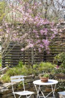 Magnolia x loebneri Leonard Messel, printemps avril