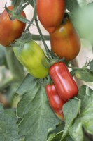Fruits de tomate San Marzano, à maturité variable sur la vigne.