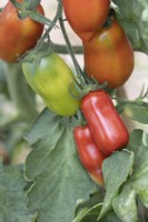 Fruits de tomate San Marzano, à maturité variable sur la vigne.