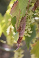 Les feuilles changent de couleur au début d'une sécheresse prolongée sur un érable à écorce de serpent, secte Acer. Macrantha. Août.