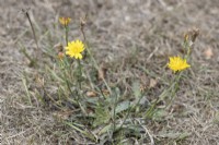 Un pissenlit fleurit parmi l'herbe morte et desséchée pendant une sécheresse prolongée. Septembre