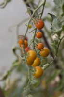 Tomates Sungold, mûrissant sur la vigne. Fermer. Mise au point sélective. Septembre