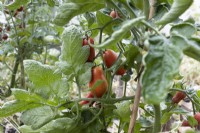 Fruits de tomate San Marzano, mûrs, sur la vigne. Septembre