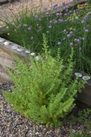 Mentha spicata var crispa 'Marocain' - Menthe marocaine poussant dans des galets de pois avec de la ciboulette dans un parterre de fleurs surélevé en chêne décoré de coquillages.