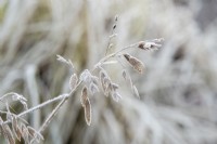 Chasmanthium latifolium - La folle avoine d'Amérique du Nord dans le gel
