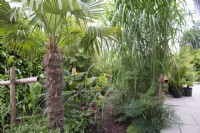 Jardin tropical en août avec plantation luxuriante dont Persicaria microcephala Purple Fantasy et Trachycarpus fortunei